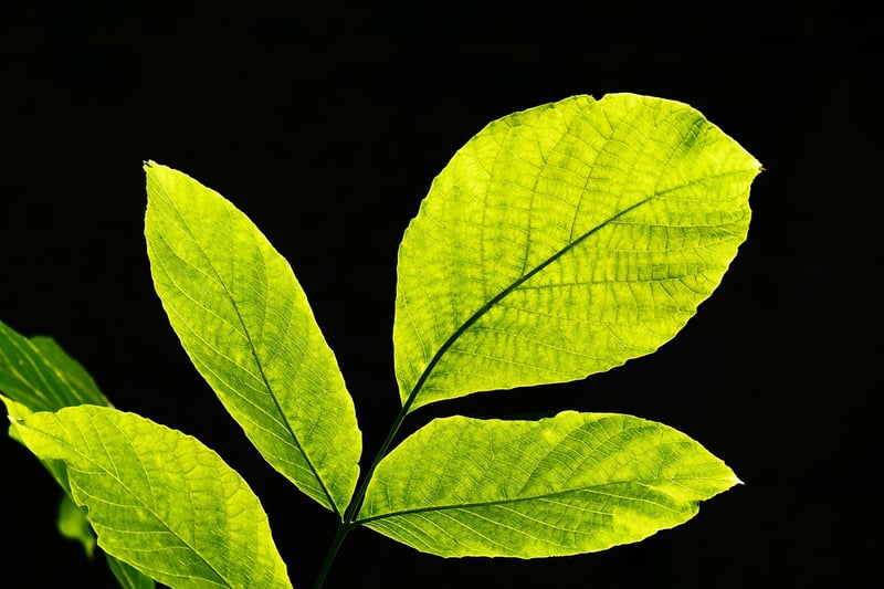 Healthy Plants